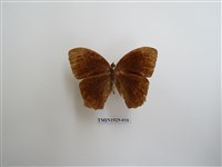 藏品(森林暮眼蝶)的圖片